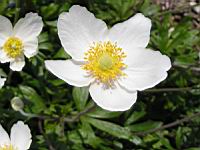Anemone sylvestris (fam Renonculacees) (Europe, Asie occidentale) (5) (Photo F. Mrugala)